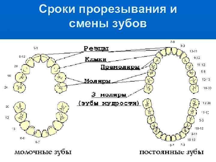 Сроки прорезывания и смены зубов 