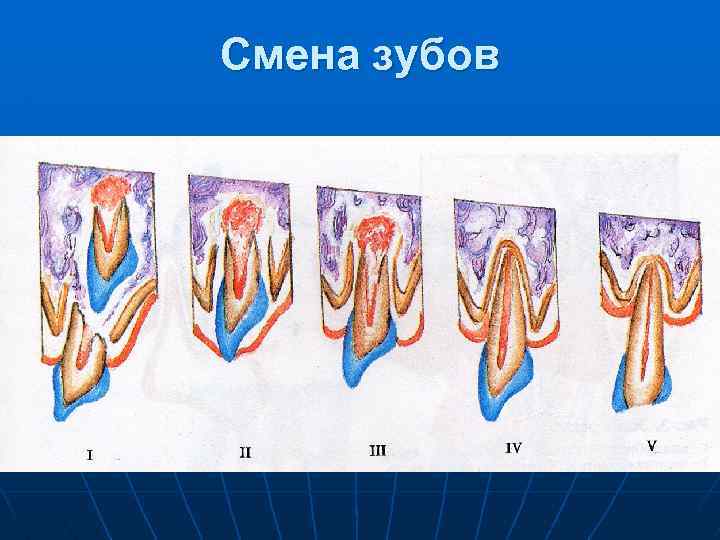 Поздняя смена. Смена зубов. Сроки смены зубов. Задержка смены зубов. Зубы смена молочных зубов.