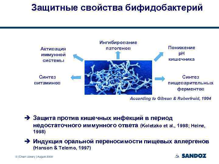 Защитные свойства бифидобактерий Активация иммунной системы Синтез витаминов Ингибирование патогенов Понижение p. H кишечника