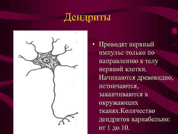 Дендриты • Проводят нервный импульс только по направлению к телу нервной клетки. Начинаются древовидно,