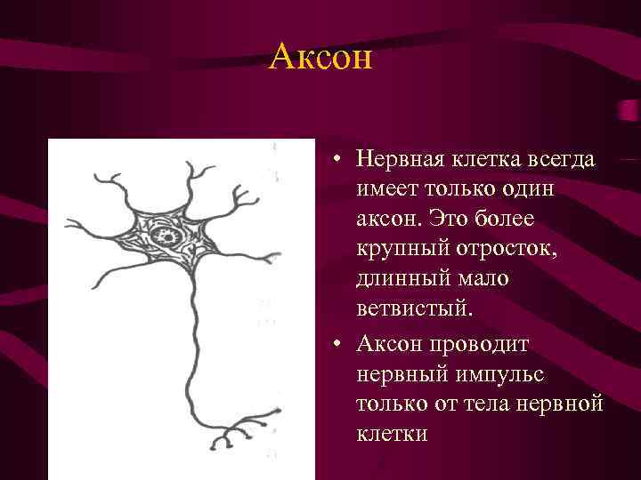 Аксон • Нервная клетка всегда имеет только один аксон. Это более крупный отросток, длинный