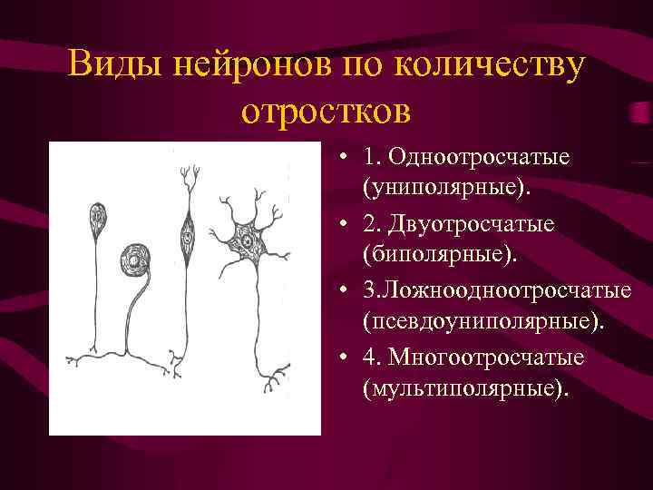Виды нейронов по количеству отростков • 1. Одноотросчатые (униполярные). • 2. Двуотросчатые (биполярные). •