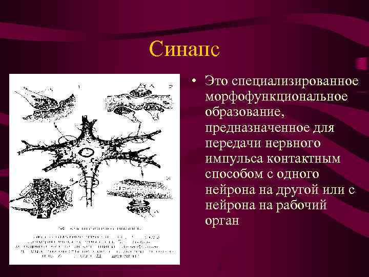 Синапс • Это специализированное морфофункциональное образование, предназначенное для передачи нервного импульса контактным способом с
