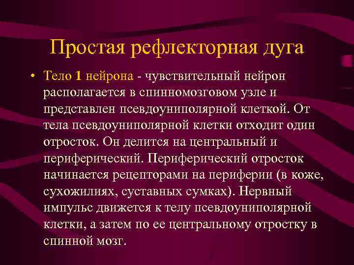 Простая рефлекторная дуга • Тело 1 нейрона - чувствительный нейрон располагается в спинномозговом узле