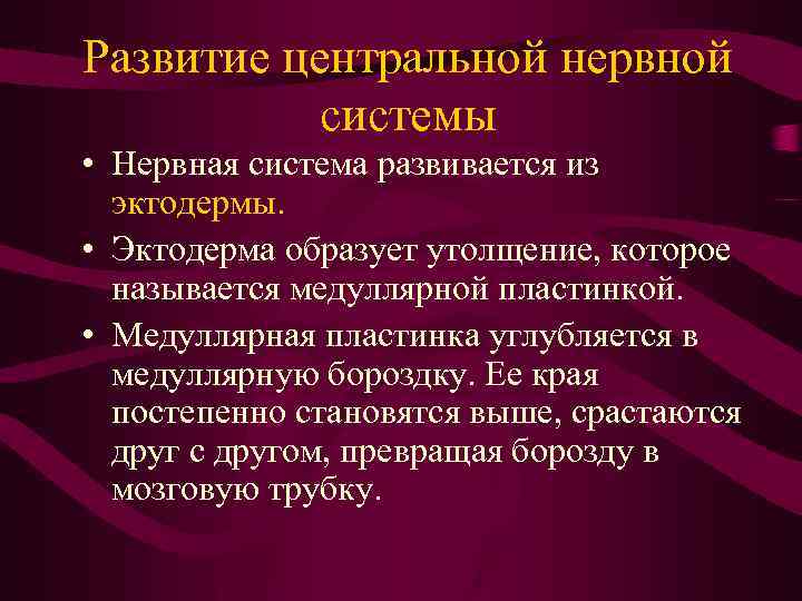 Развитие центральной нервной системы • Нервная система развивается из эктодермы. • Эктодерма образует утолщение,