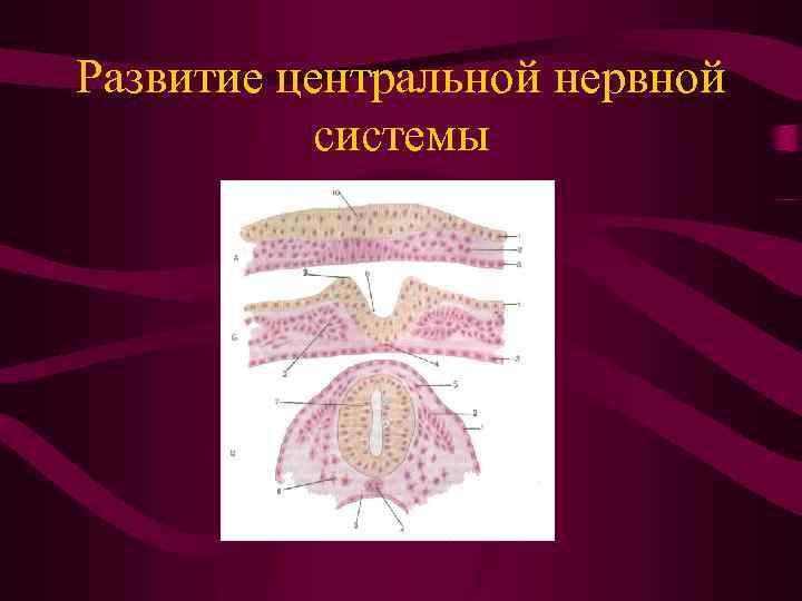 Развитие центральной нервной системы 