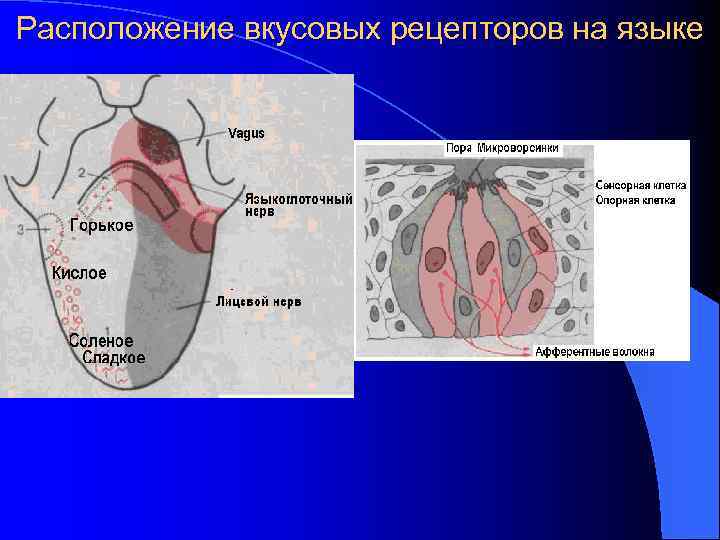 Расположение вкусовых рецепторов на языке 