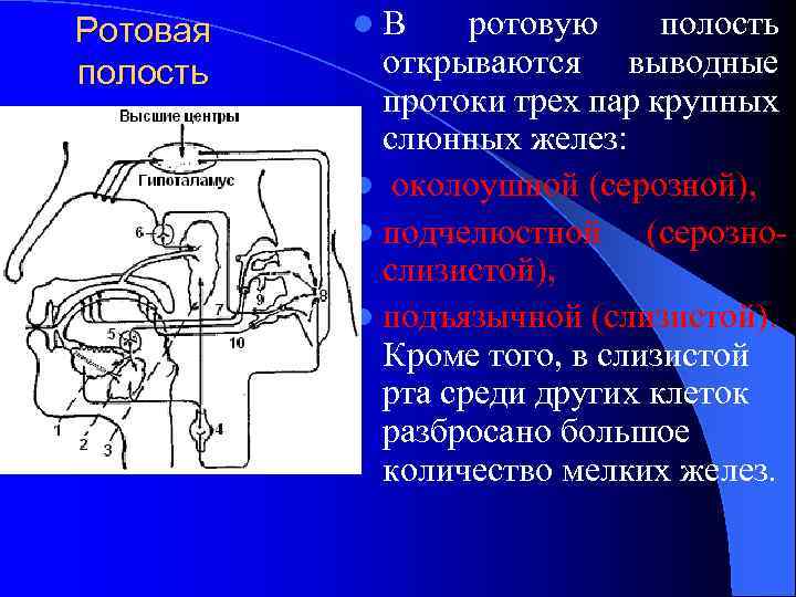 Ротовая полость l. В ротовую полость открываются выводные протоки трех пар крупных слюнных желез: