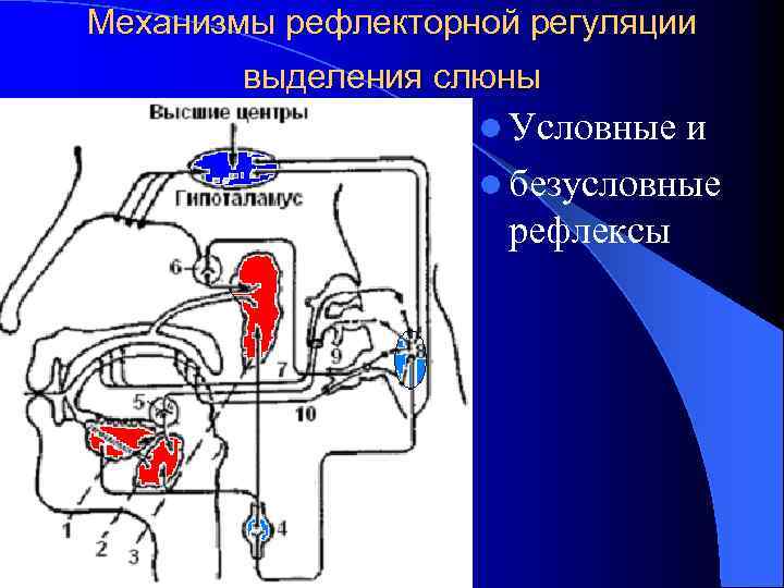Механизмы рефлекторной регуляции выделения слюны l Условные и l безусловные рефлексы 