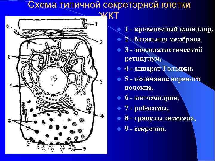 Схема типичной секреторной клетки ЖКТ l l l l l 1 кровеносный капилляр, 2