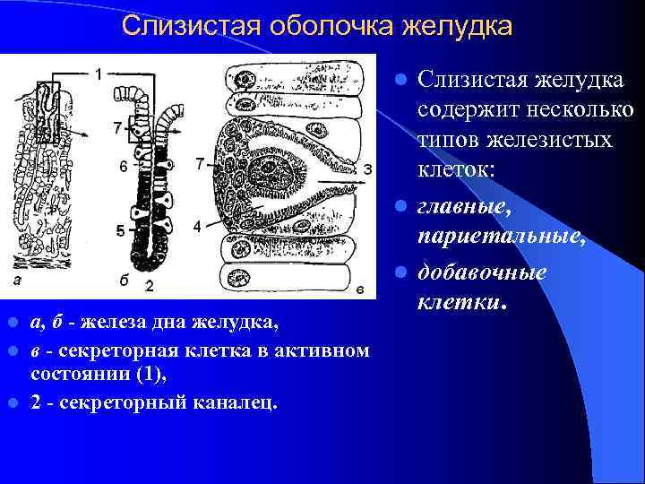 Слизистая оболочка желудка Слизистая желудка содержит несколько типов железистых клеток: l главные, париетальные, l