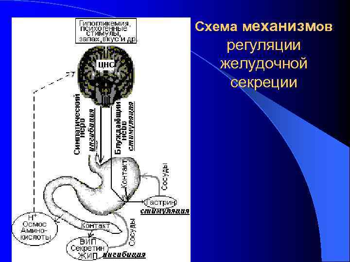 Схема механизмов регуляции желудочной секреции 