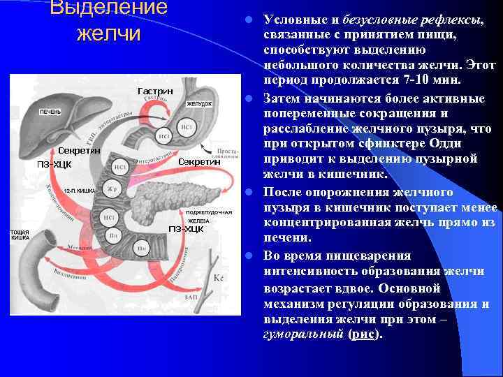 Выделение желчи Условные и безусловные рефлексы, связанные с принятием пищи, способствуют выделению небольшого количества
