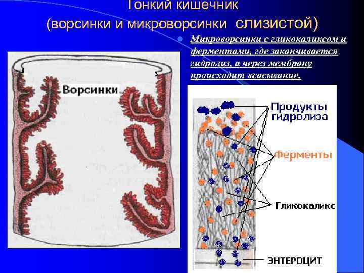 Тонкий кишечник (ворсинки и микроворсинки слизистой) l Микроворсинки с гликокаликсом и ферментами, где заканчивается