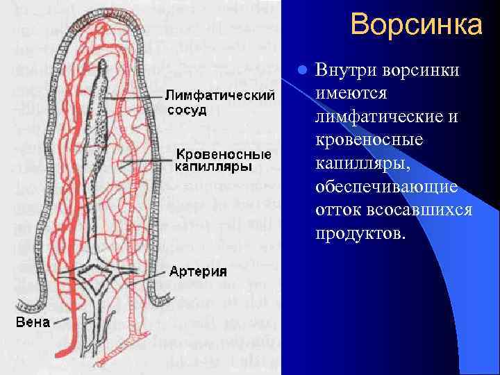 Ворсинка l Внутри ворсинки имеются лимфатические и кровеносные капилляры, обеспечивающие отток всосавшихся продуктов. 