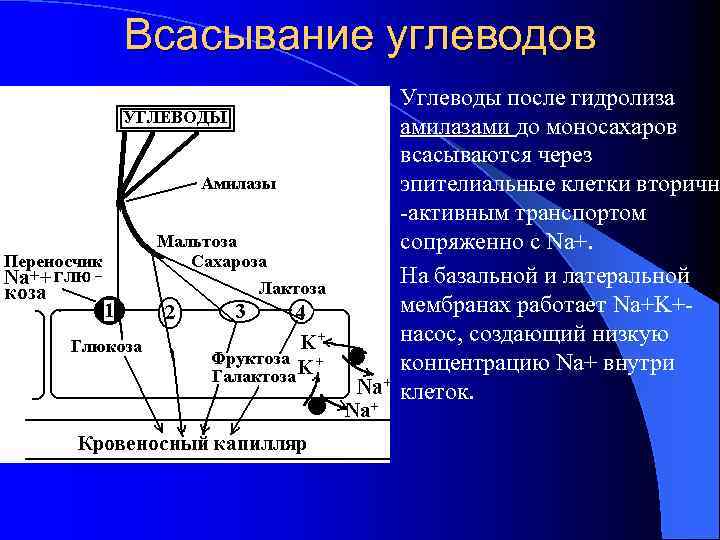 Всасывание углеводов Углеводы после гидролиза амилазами до моносахаров всасываются через эпителиальные клетки вторичн -активным
