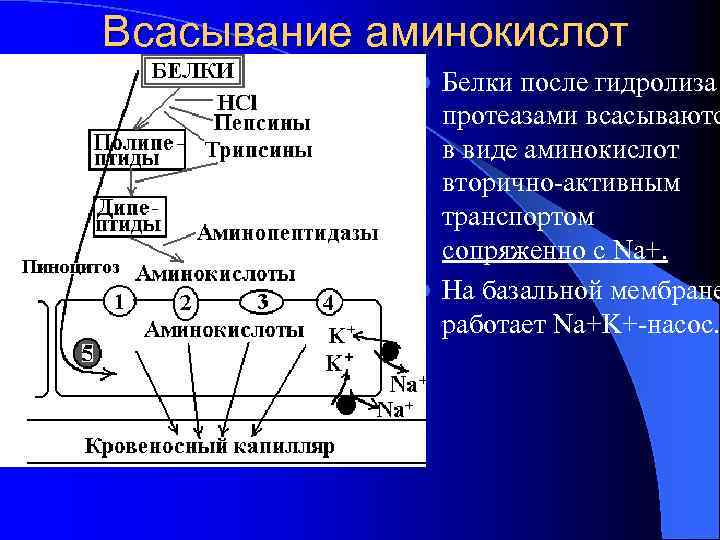 Всасывание аминокислот Белки после гидролиза протеазами всасываютс в виде аминокислот вторично-активным транспортом сопряженно с