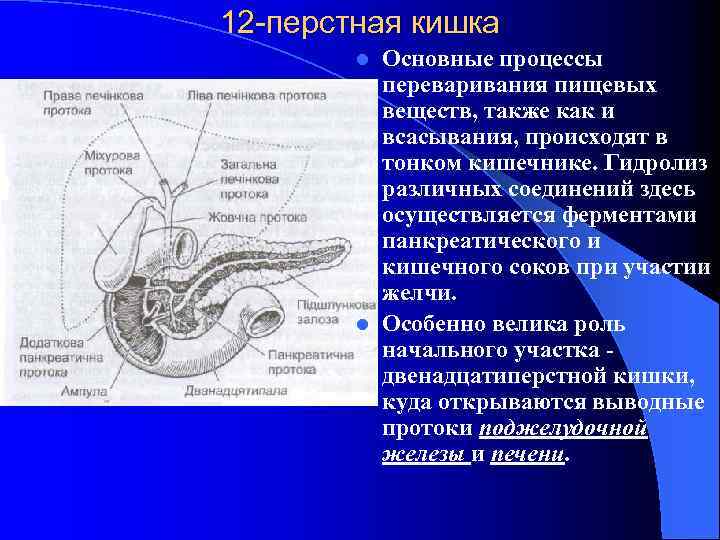 12 -перстная кишка Основные процессы переваривания пищевых веществ, также как и всасывания, происходят в