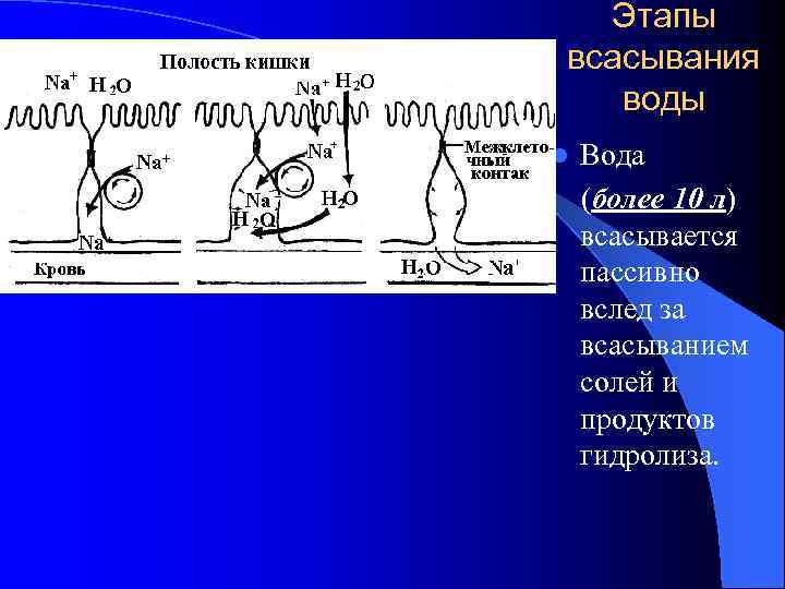 Этапы всасывания воды l Вода (более 10 л) всасывается пассивно вслед за всасыванием солей