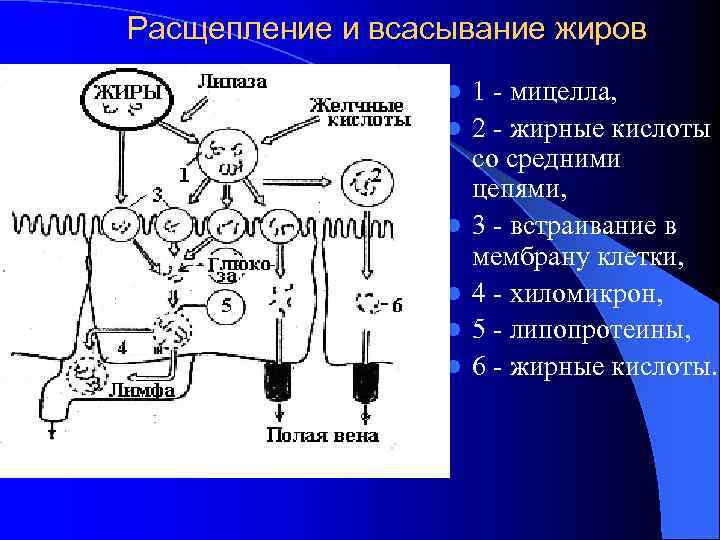 Расщепление и всасывание жиров l l l 1 - мицелла, 2 - жирные кислоты