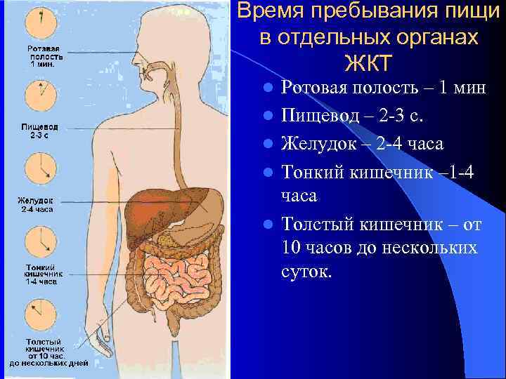 Время пребывания пищи в отдельных органах ЖКТ l l l Ротовая полость – 1