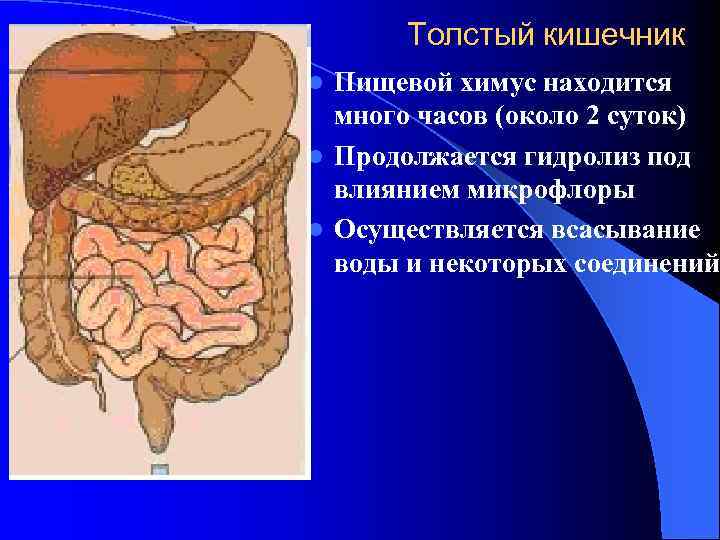 Толстый кишечник Пищевой химус находится много часов (около 2 суток) l Продолжается гидролиз под