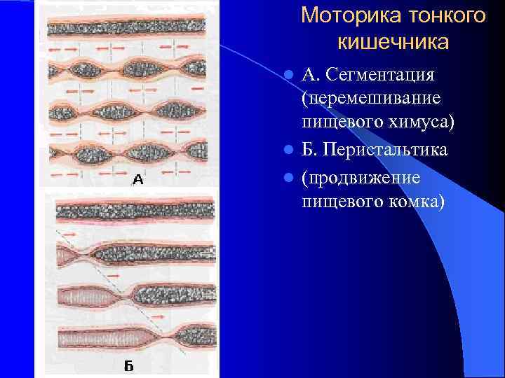 Моторика тонкого кишечника А. Сегментация (перемешивание пищевого химуса) l Б. Перистальтика l (продвижение пищевого