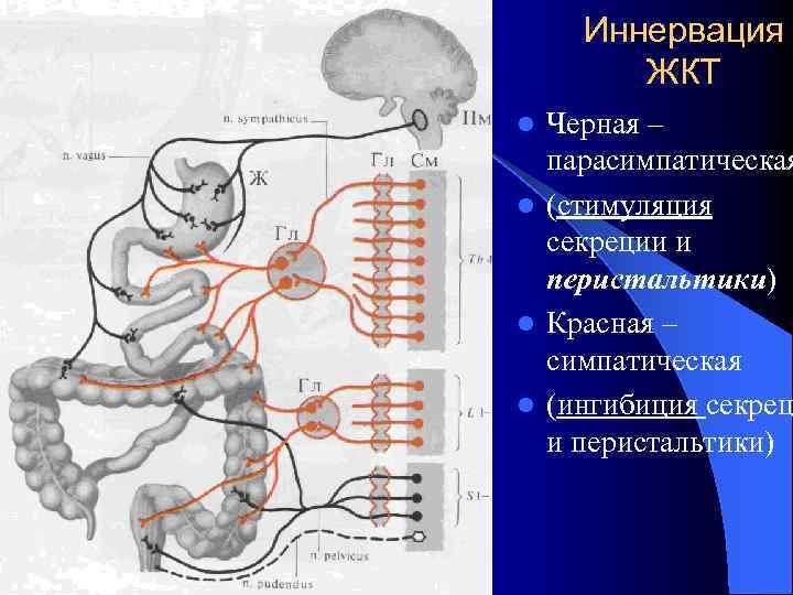 Иннервация ЖКТ Черная – парасимпатическая l (стимуляция секреции и перистальтики) l Красная – симпатическая