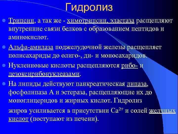 Гидролиз Трипсин, а так же - химотрипсин, эластаза расщепляют внутренние связи белков с образованием