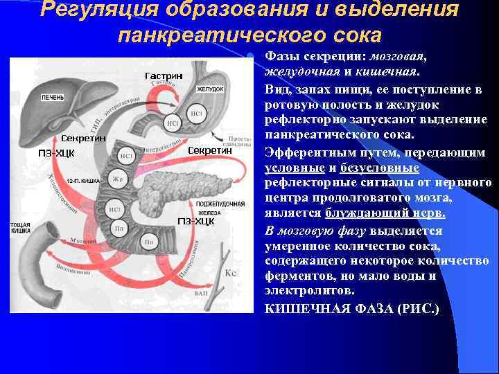 Регуляция образования и выделения панкреатического сока l l l Фазы секреции: мозговая, желудочная и