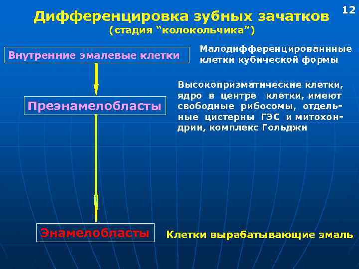 Дифференцировка зубных зачатков 12 (стадия “колокольчика”) Внутренние эмалевые клетки Малодифференцированнные клетки кубической формы Преэнамелобласты