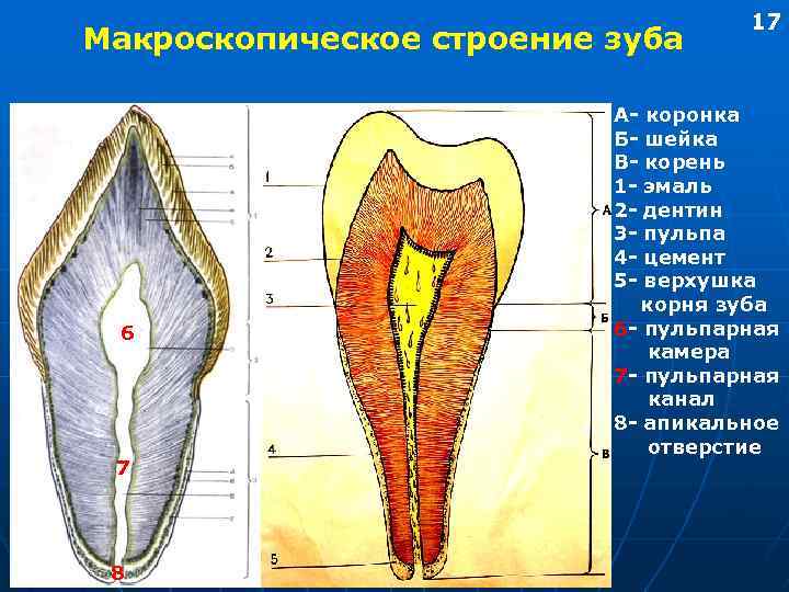 Макроскопическое строение зуба 6 7 8 17 А- коронка Б- шейка В- корень 1