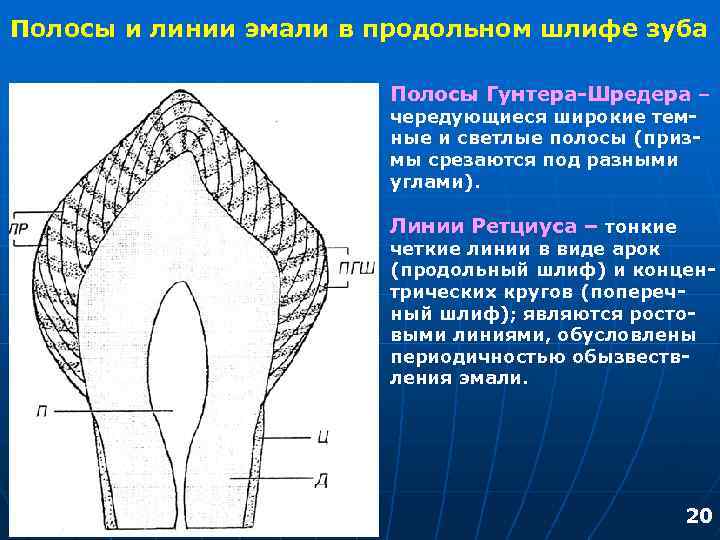 Полосы и линии эмали в продольном шлифе зуба Полосы Гунтера-Шредера – чередующиеся широкие темные