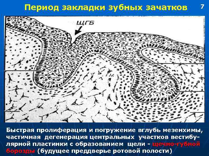 Период закладки зубных зачатков 7 Быстрая пролиферация и погружение вглубь мезенхимы, частичная дегенерация центральных