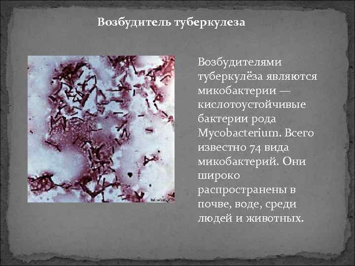 Возбудитель туберкулеза Возбудителями туберкулёза являются микобактерии — кислотоустойчивые бактерии рода Mycobacterium. Всего известно 74