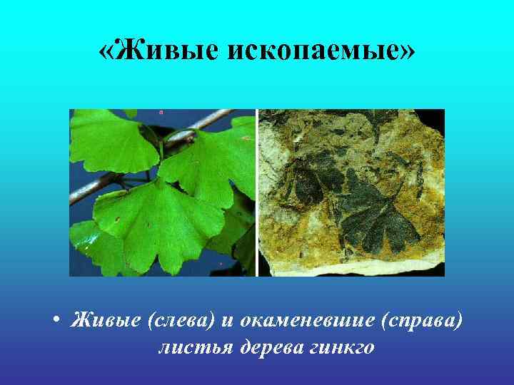  «Живые ископаемые» • Живые (слева) и окаменевшие (справа) листья дерева гинкго 