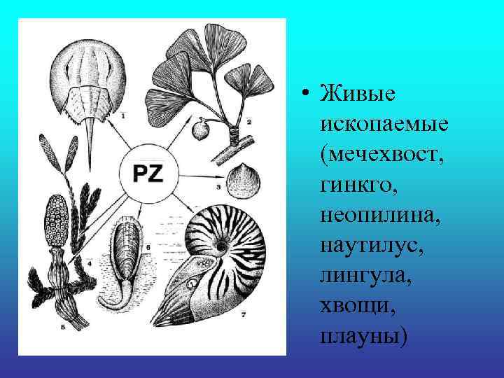 • Живые ископаемые (мечехвост, гинкго, неопилина, наутилус, лингула, хвощи, плауны) 