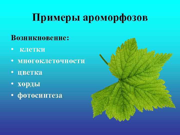 Примеры ароморфозов Возникновение: • клетки • многоклеточности • цветка • хорды • фотосинтеза 