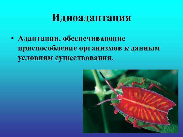 Идиоадаптация • Адаптации, обеспечивающие приспособление организмов к данным условиям существования. 