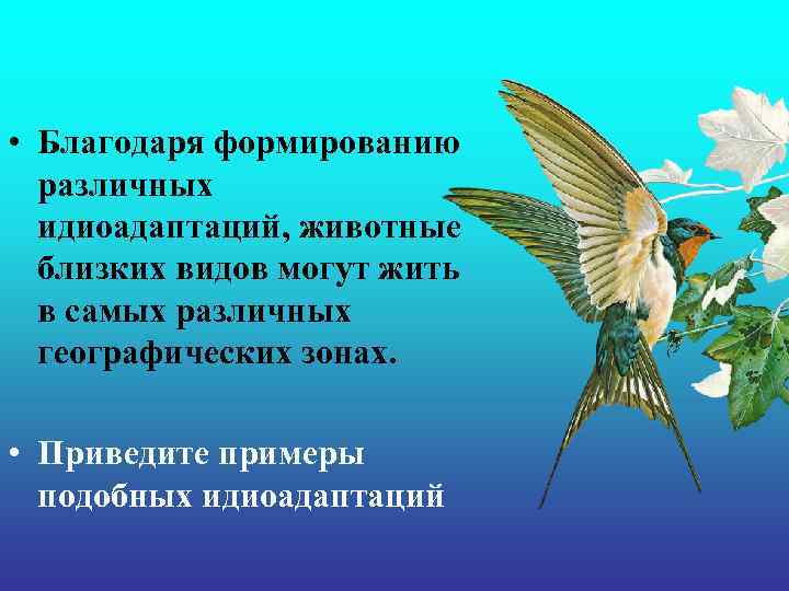  • Благодаря формированию различных идиоадаптаций, животные близких видов могут жить в самых различных