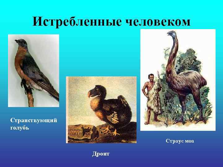 Истребленные человеком Странствующий голубь Страус моа Дронт 