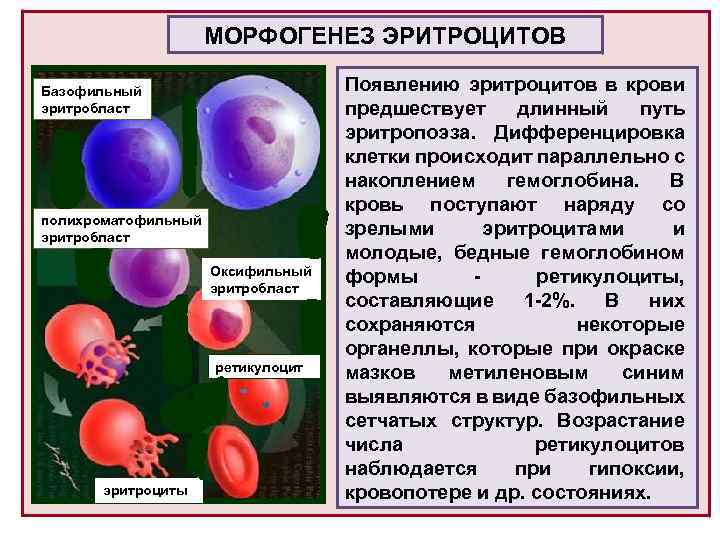 В отличие от эритроцитов