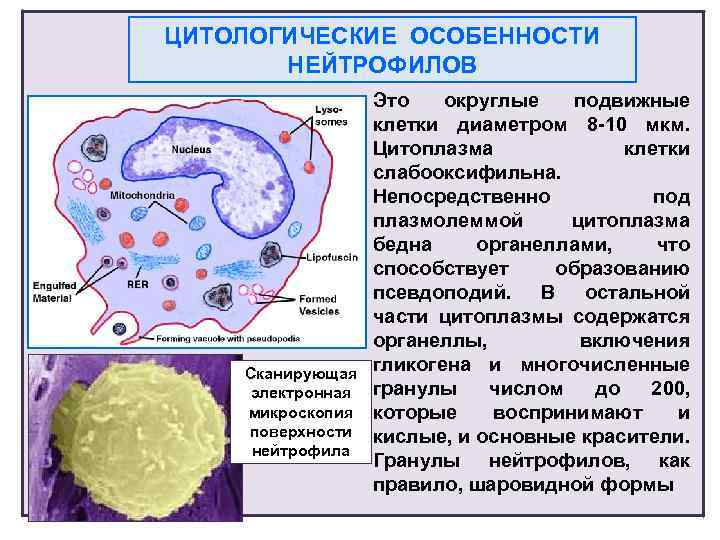 Ткань поражение которой определяет клиническую картину болезни и прогноз называют