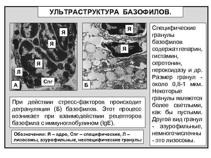 УЛЬТРАСТРУКТУРА БАЗОФИЛОВ. Я Я Я Л А Спг Б При действии стресс-факторов происходит дегрануляция