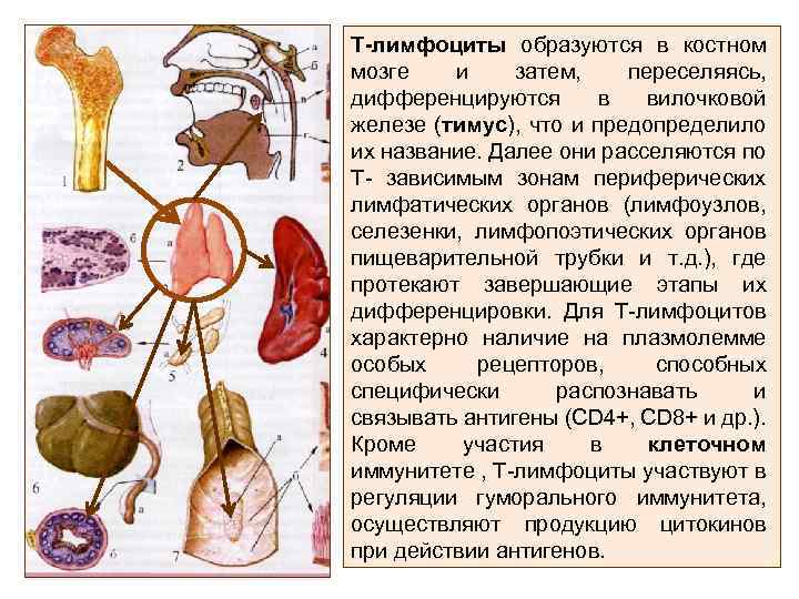 Т-лимфоциты образуются в костном мозге и затем, переселяясь, дифференцируются в вилочковой железе (тимус), что