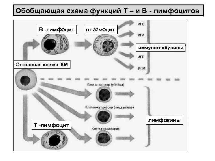 Обобщающая схема функций Т – и В - лимфоцитов В -лимфоцит плазмоцит иммуноглобулины Стволовая