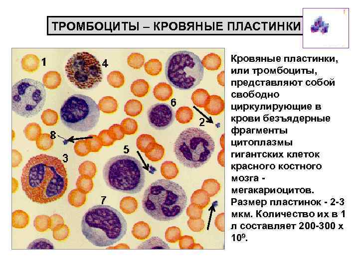 Безъядерные клетки. Кровяные безъядерные пластинки. Кровяные пластинки крови. Тромбоциты пластинки. Тромбоциты или кровяные пластинки находятся в периферической крови в.