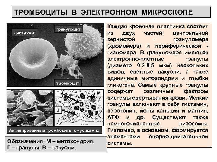 Влияние чая и кофе на активацию тромбоцитов проект