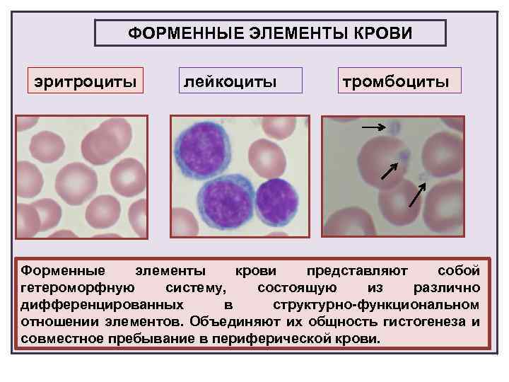 Назовите элементы крови. Состав крови форменные элементы крови. Форменные элементы крови ультраструктурная организация лейкоцитов. Ферментные элементы крови. Элементы крови эритроциты.