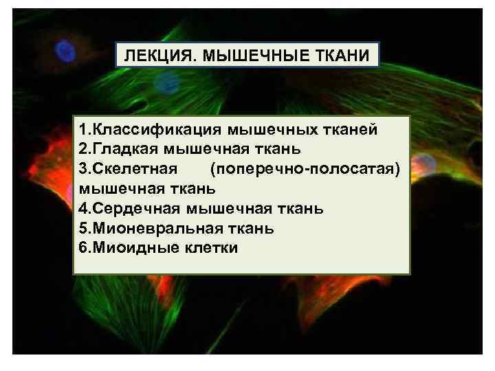 ЛЕКЦИЯ. МЫШЕЧНЫЕ ТКАНИ 1. Классификация мышечных тканей 2. Гладкая мышечная ткань 3. Скелетная (поперечно-полосатая)